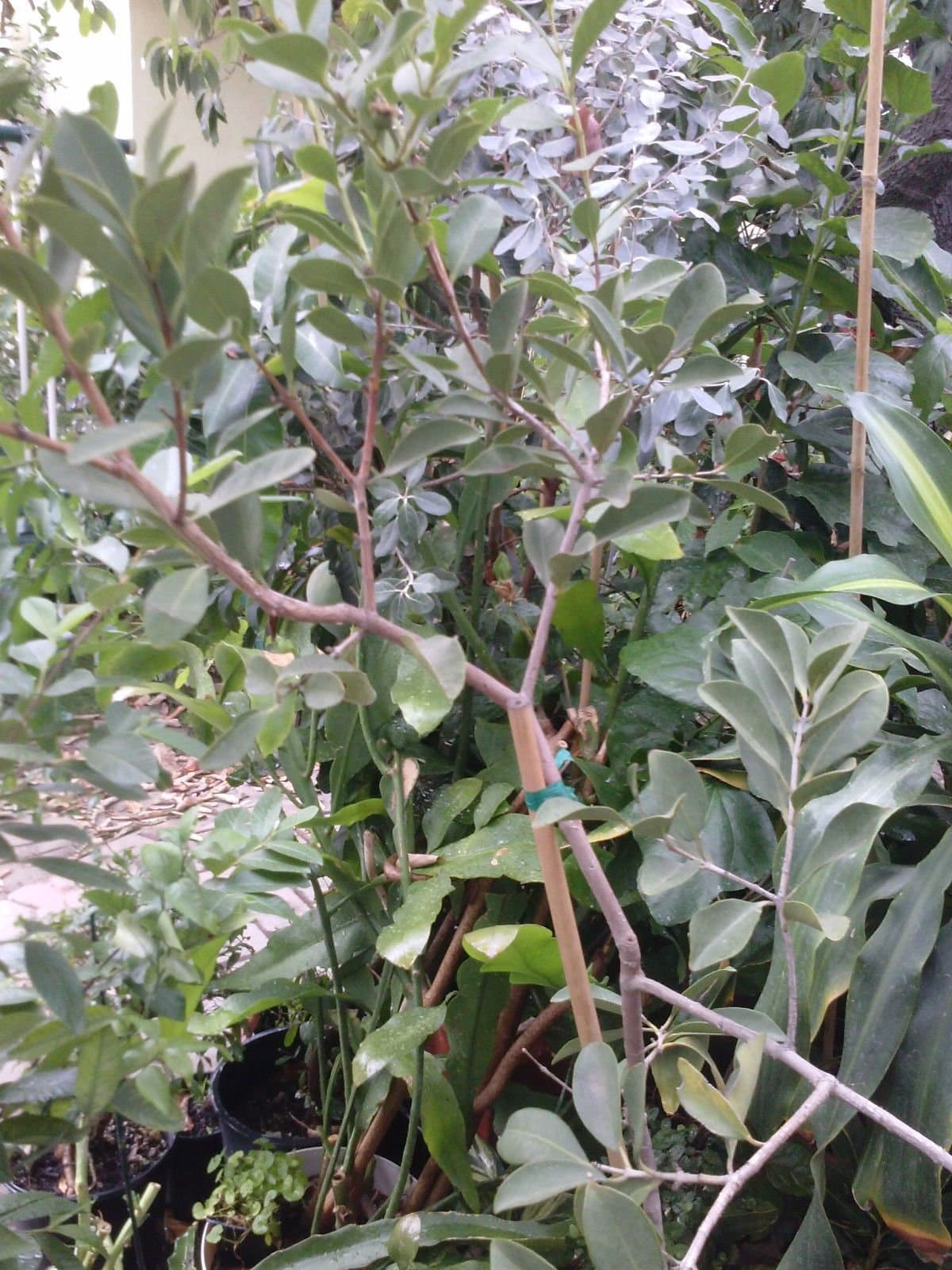 Yellow Lemon Guava Tree - 12 by 12 Inch Container