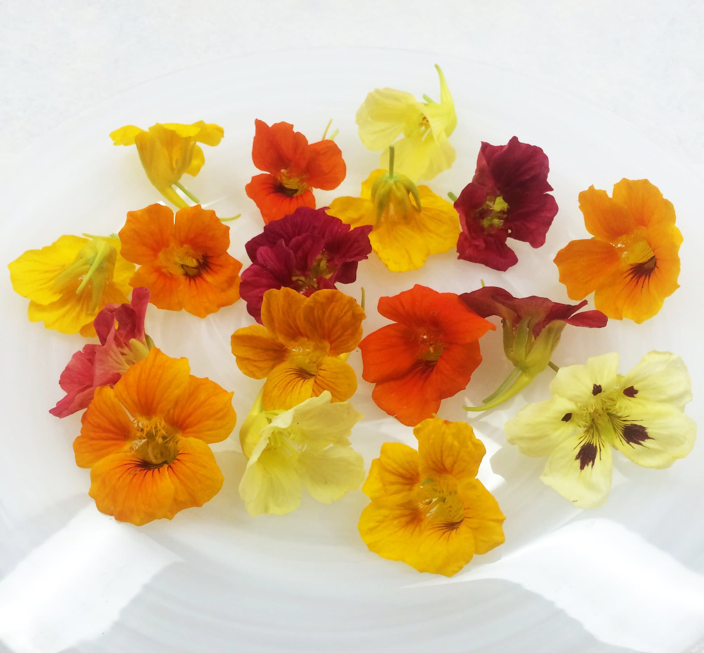 Edible Flowers Nasturtium 50 Count