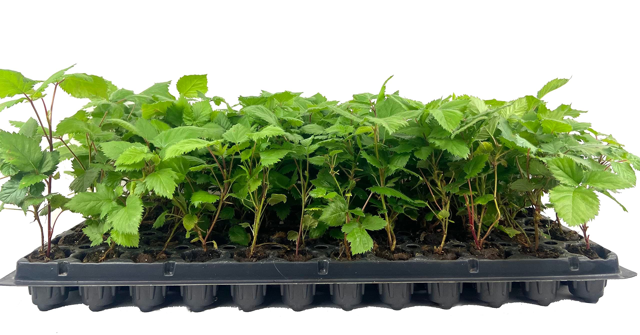 Apache BlackBerry Plant - 3 Live Starter Plants - Rubus - Fruit Trees for The Patio and Garden