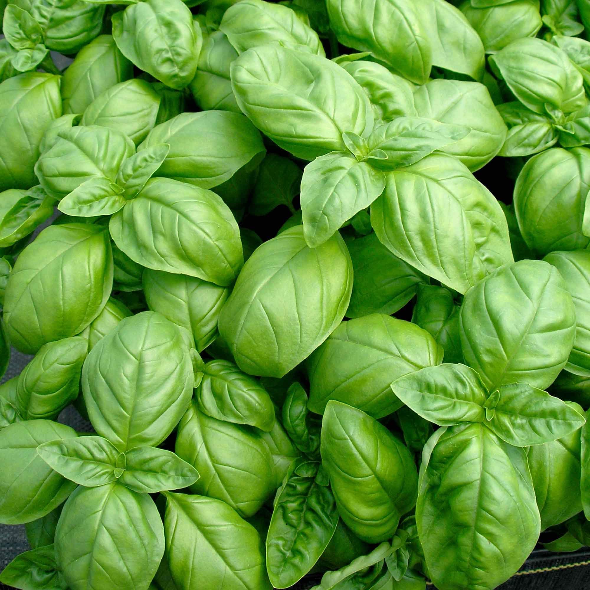 - Herb Seed - Basil Sweet Average Packet Content 500 Seeds. Grow Your Own Herbs