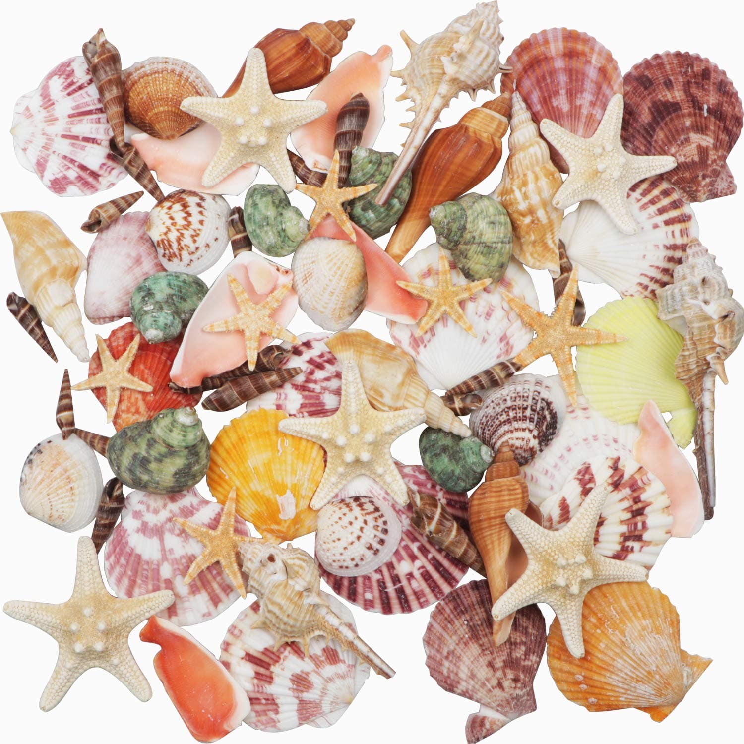 9 Seashell Mixed Beach Shells 1.0"-3.5" Various Size Natural Shells and 2 Natural Starfish Beach Theme Party DIY Craft Aquarium Vase Fillers Home Wedding Decoration