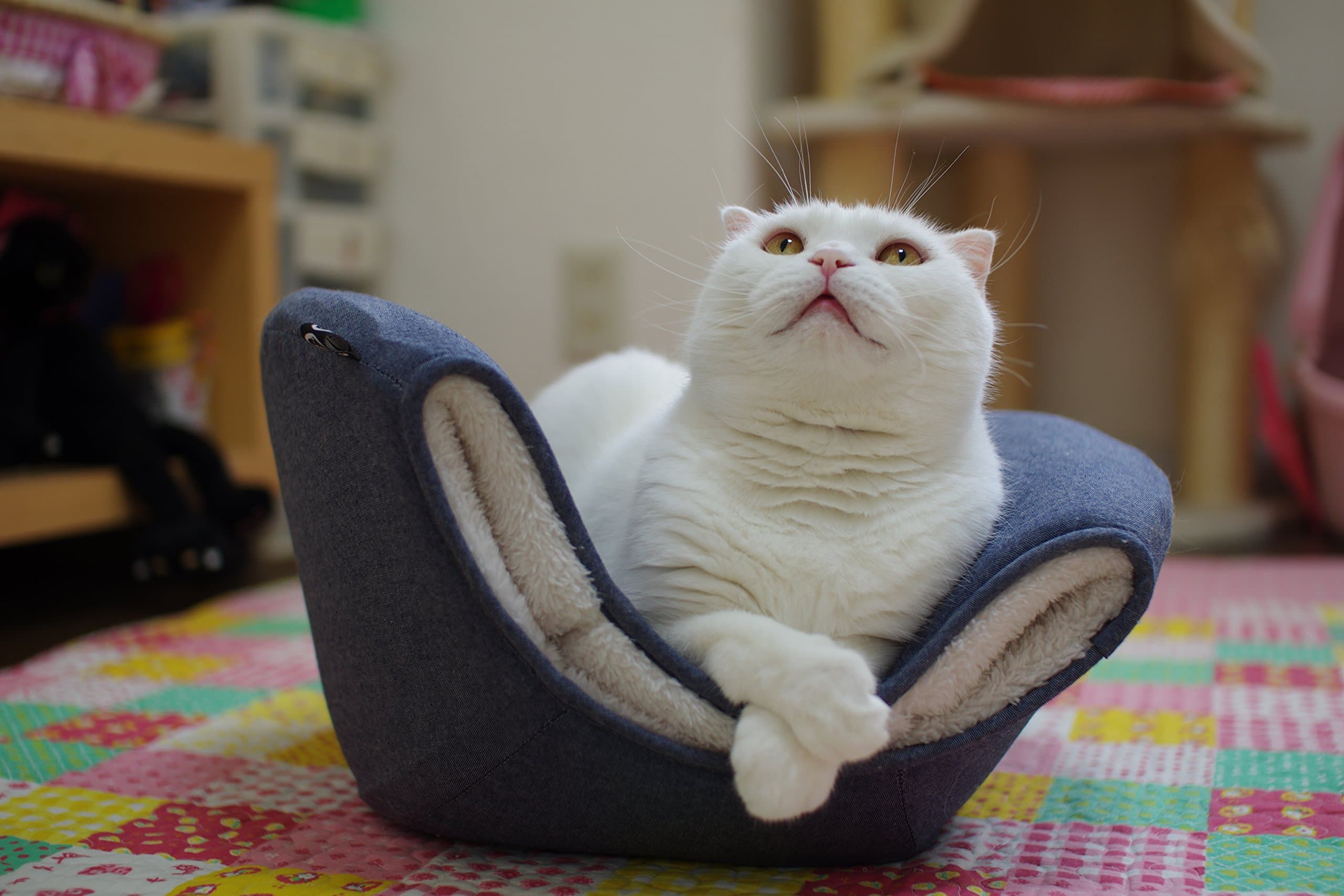 Cat's Nest/the Best Cat Bed (Simple)