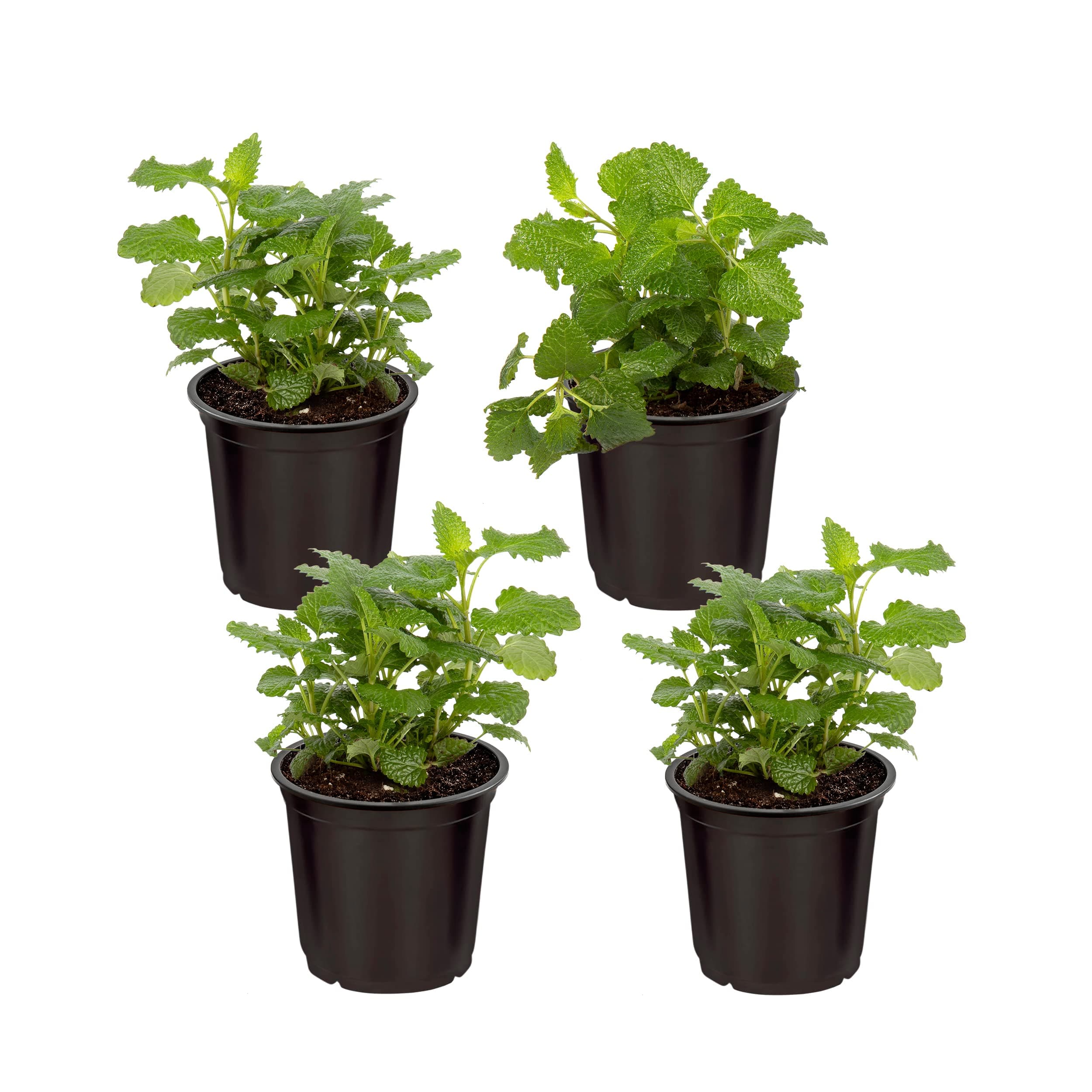 Live Aromatic and Edible Herb - Lemon Balm (4 Per Pack), Naturally Improves Breathing and Relaxation, 8" Tall by 4" Wide