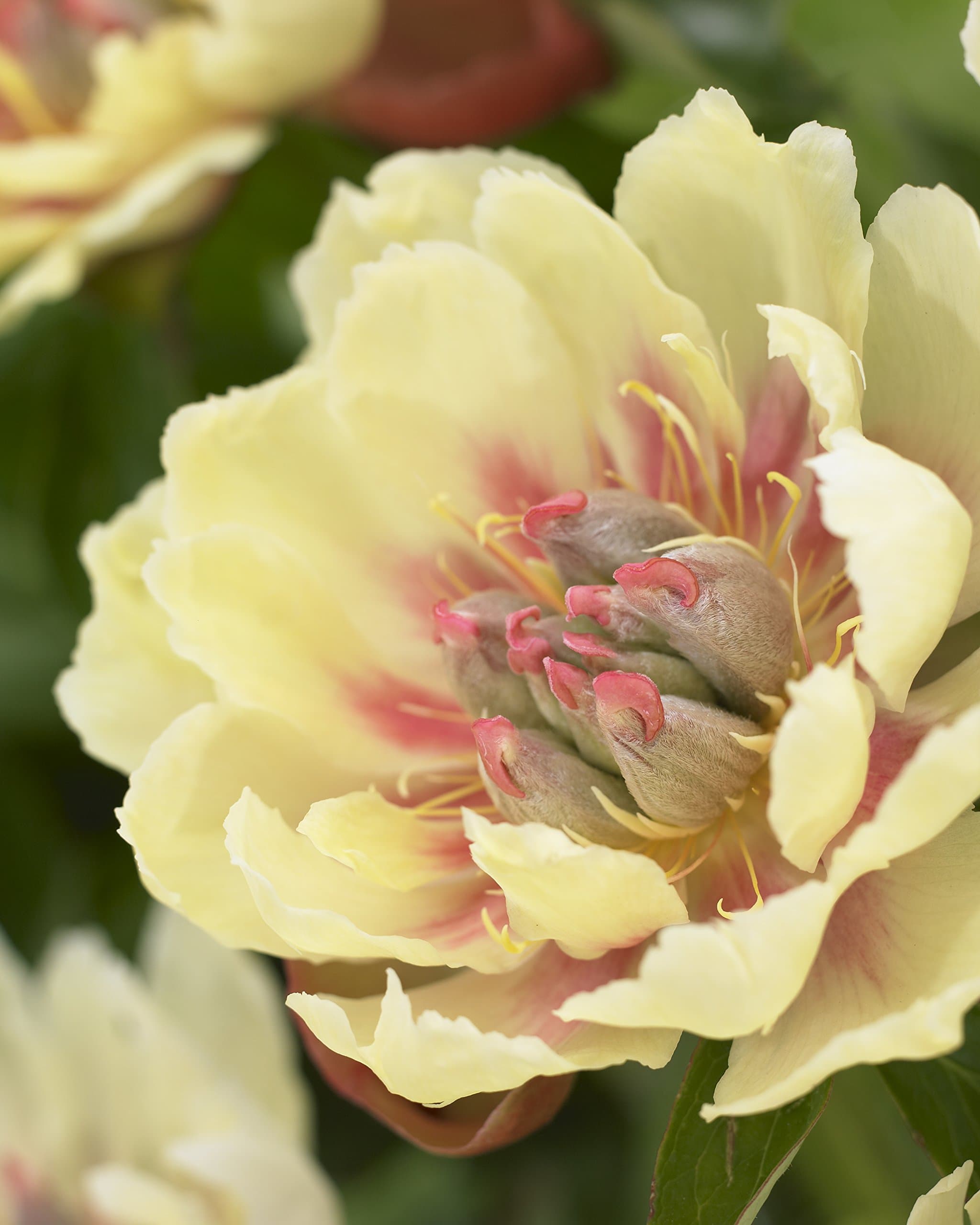 Bloomsz Border Charm Peony Roots