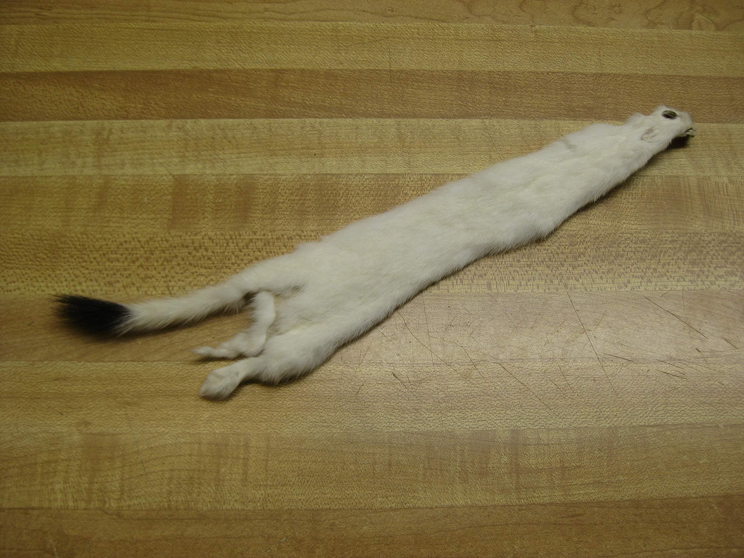 Small Tanned White Ermine-Weasel Hide #2 Quality (8" -10")