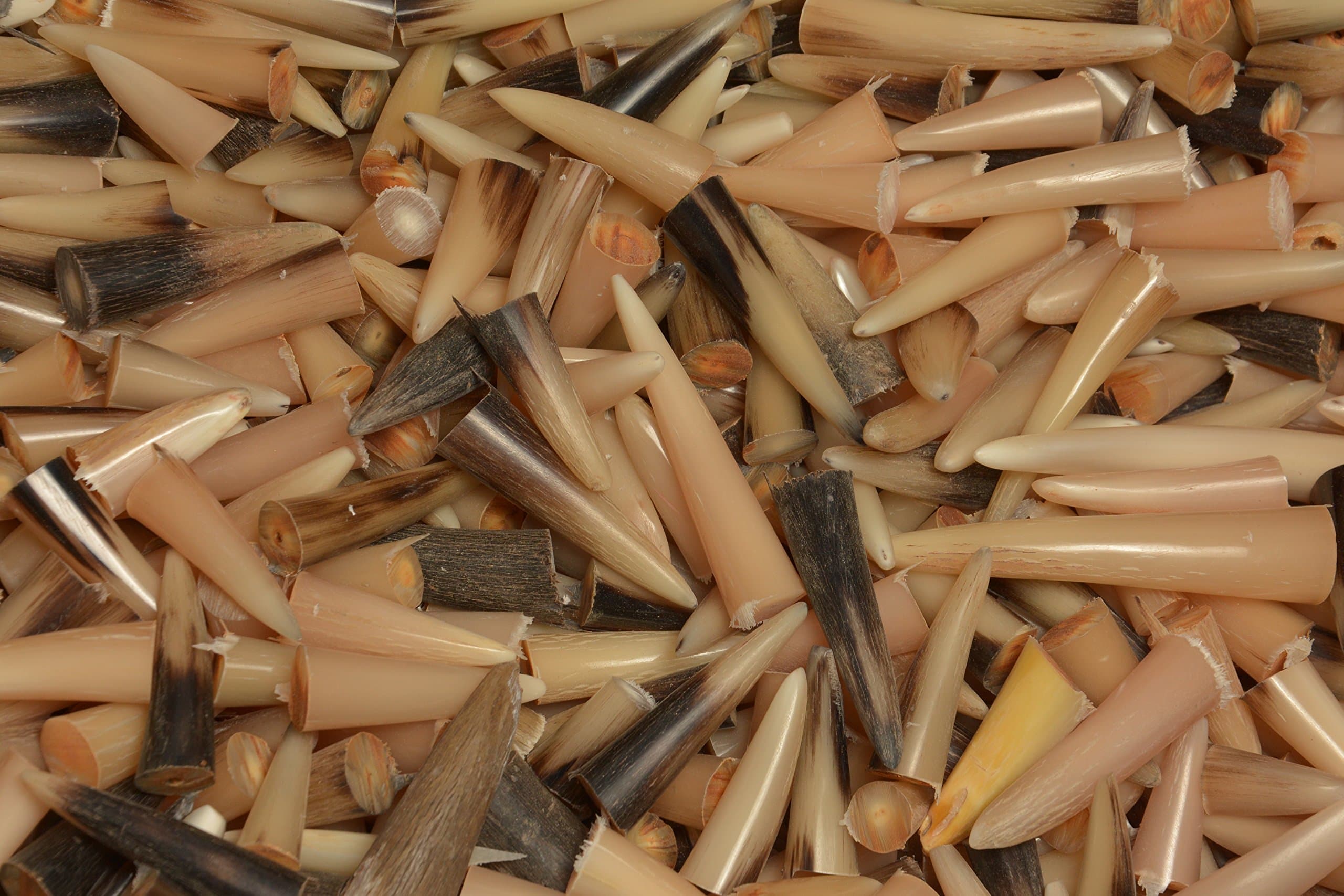 100 Pcs Kudu Horn Polished Shofar Tips.