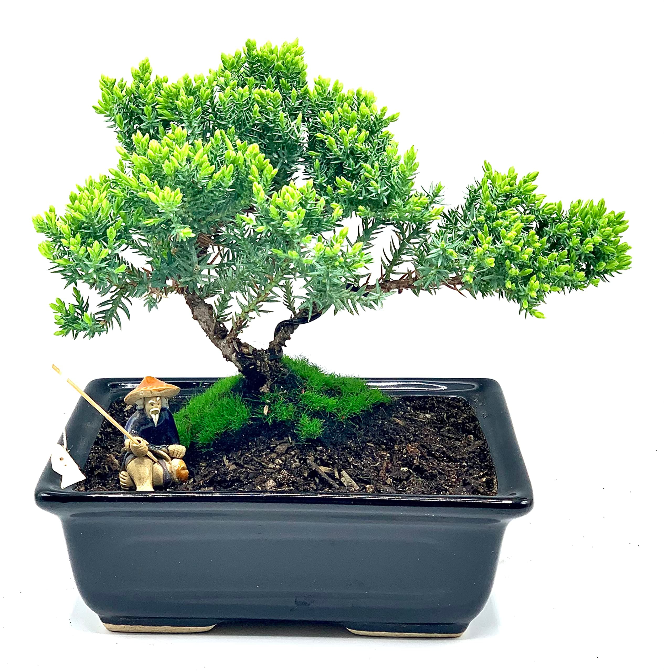 Live Dwarf Juniper Bonsai Tree About 6 Years Old with Cute Ceramic Fisherman | Juniper Bonsai Tree | Indoor/Outdoor | 100% Handcrafted| Home and Office Décor | Best Gift for Holiday