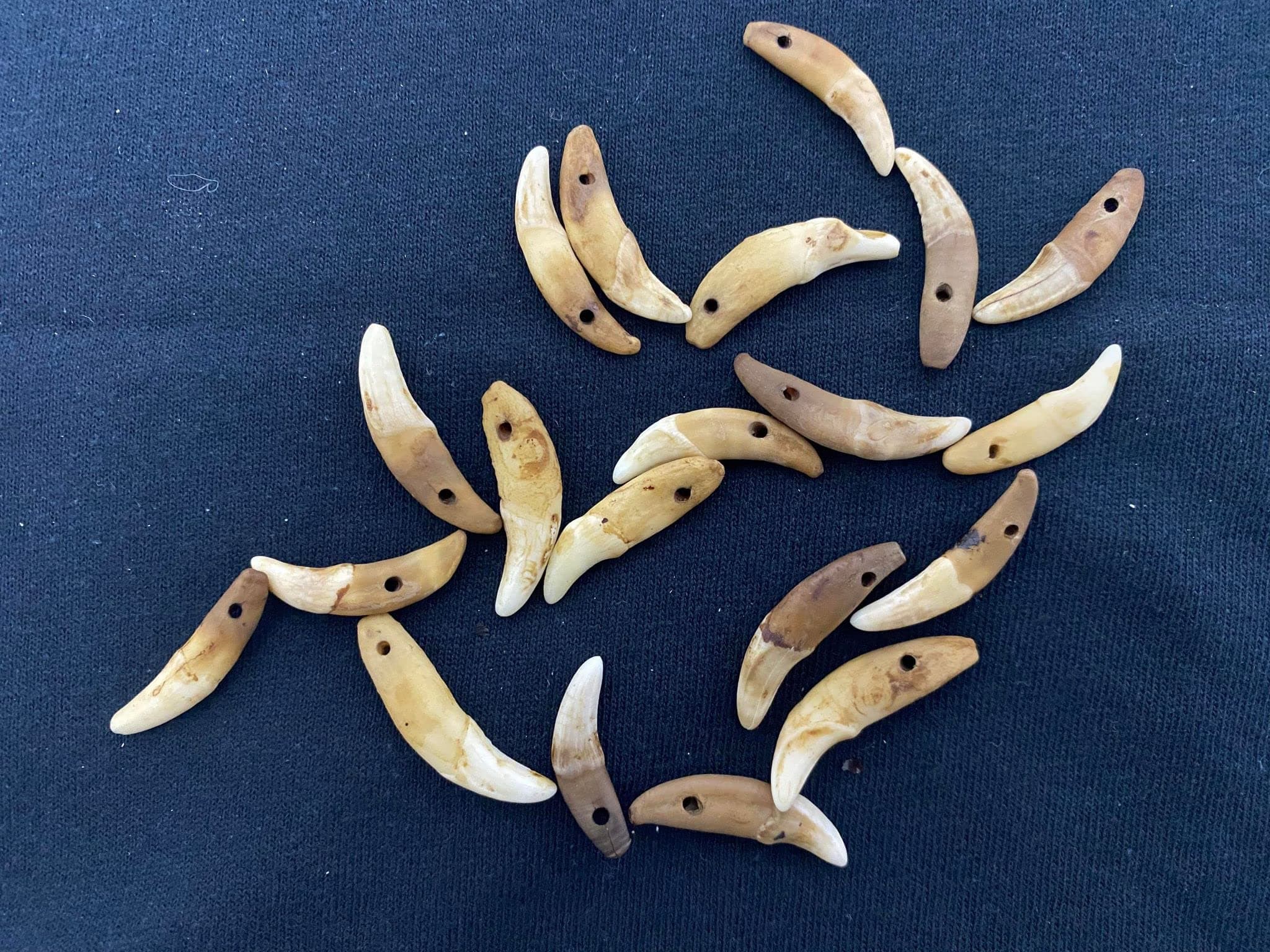 12 Coyote Teeth Beads (Antique)
