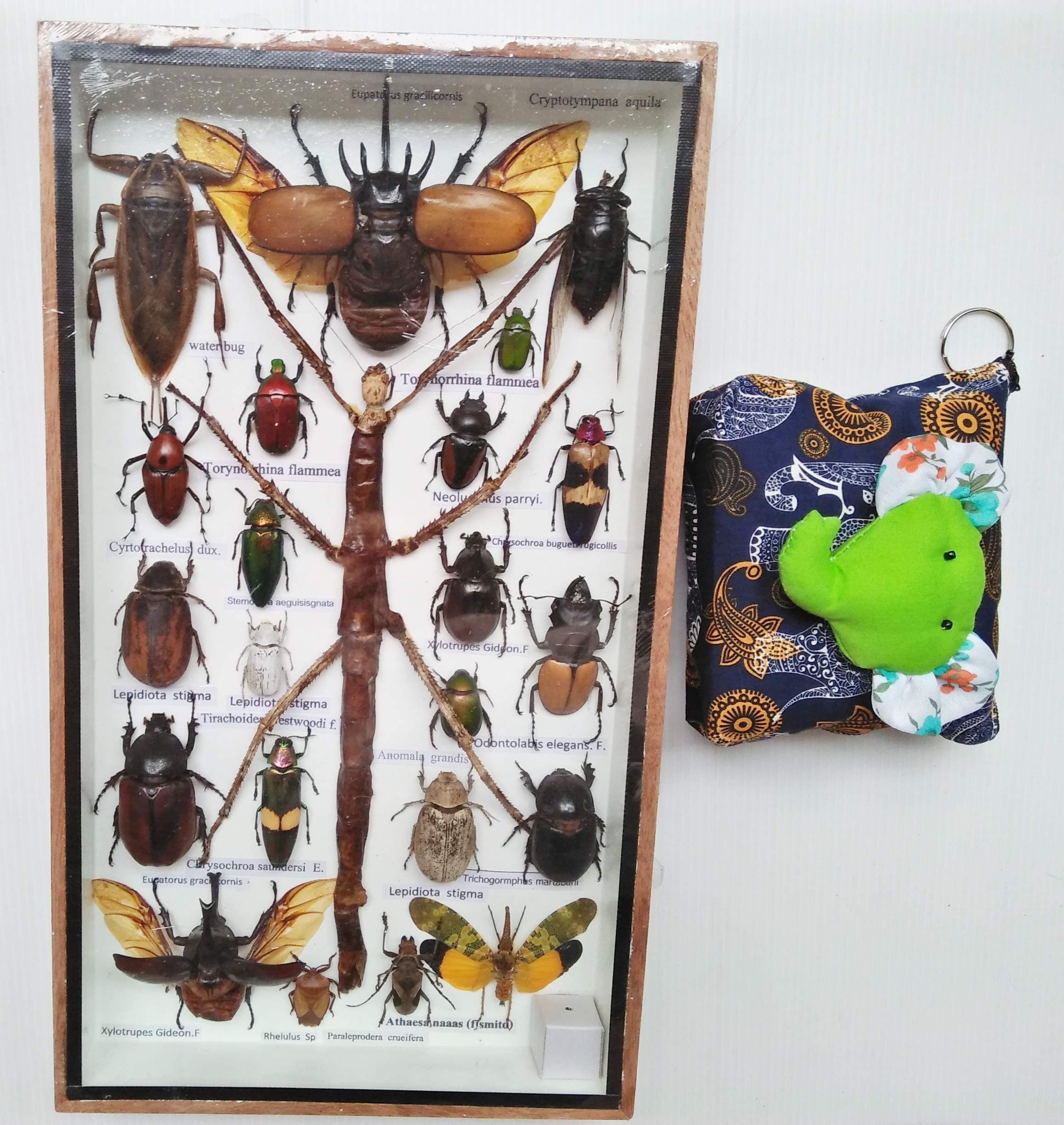 Real Rare Mixed Big Set Stick Insect Insects Box Display Taxidermy Framed Jewel Beetle Spider Cicada Xylotrures Collectible Entomology Gphsy Home Decor Gift Handmade Bug Bugs Glass Wood Wooden 3D