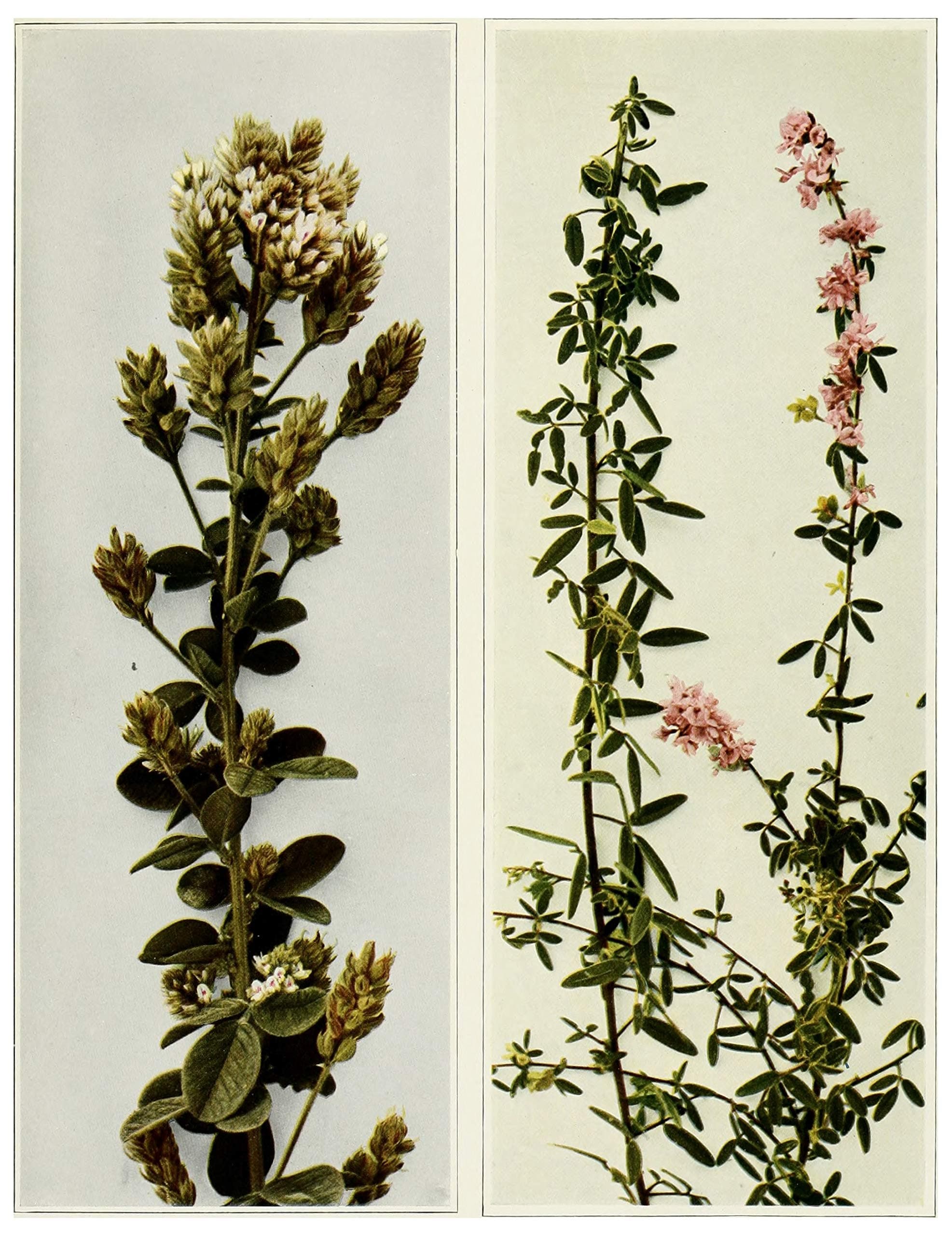 Hairy Lespedeza (Lespedeza hirta), Seed Packet, True Native Seed