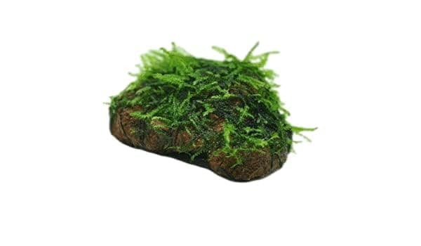 Maalavya Live Aquarium Aquatic Plant (Java Moss On Rocks) | Big Moss Bunch