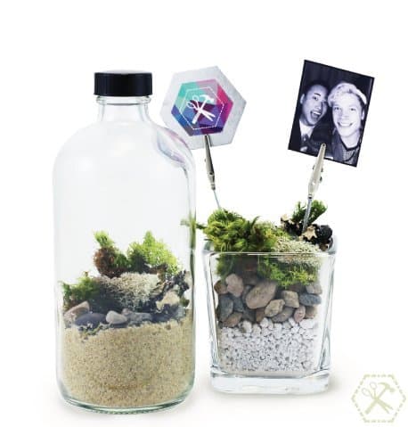 Moss Terrarium + Photo Clip DIY Kit
