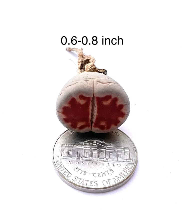 Pack of 5 Live Exotic Lithops Plant Medium Size 2 Years Old Rare Living Stone Seedling Perfect Terrarium Addition