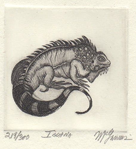 Iguana