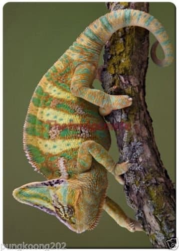 Chameleon fridge magnet 3 1/2" x 2 /18" name card size rectangular magnets.