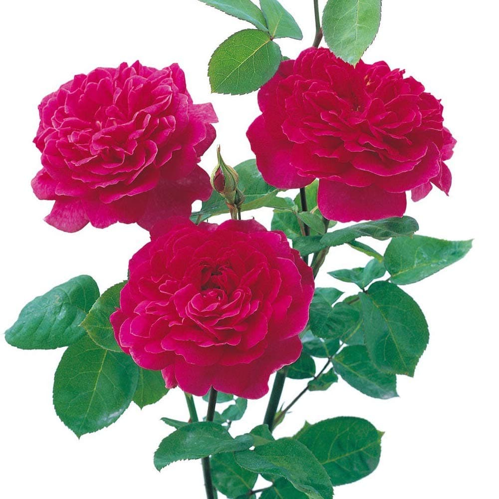 David Austin English Roses Sophy's Rose