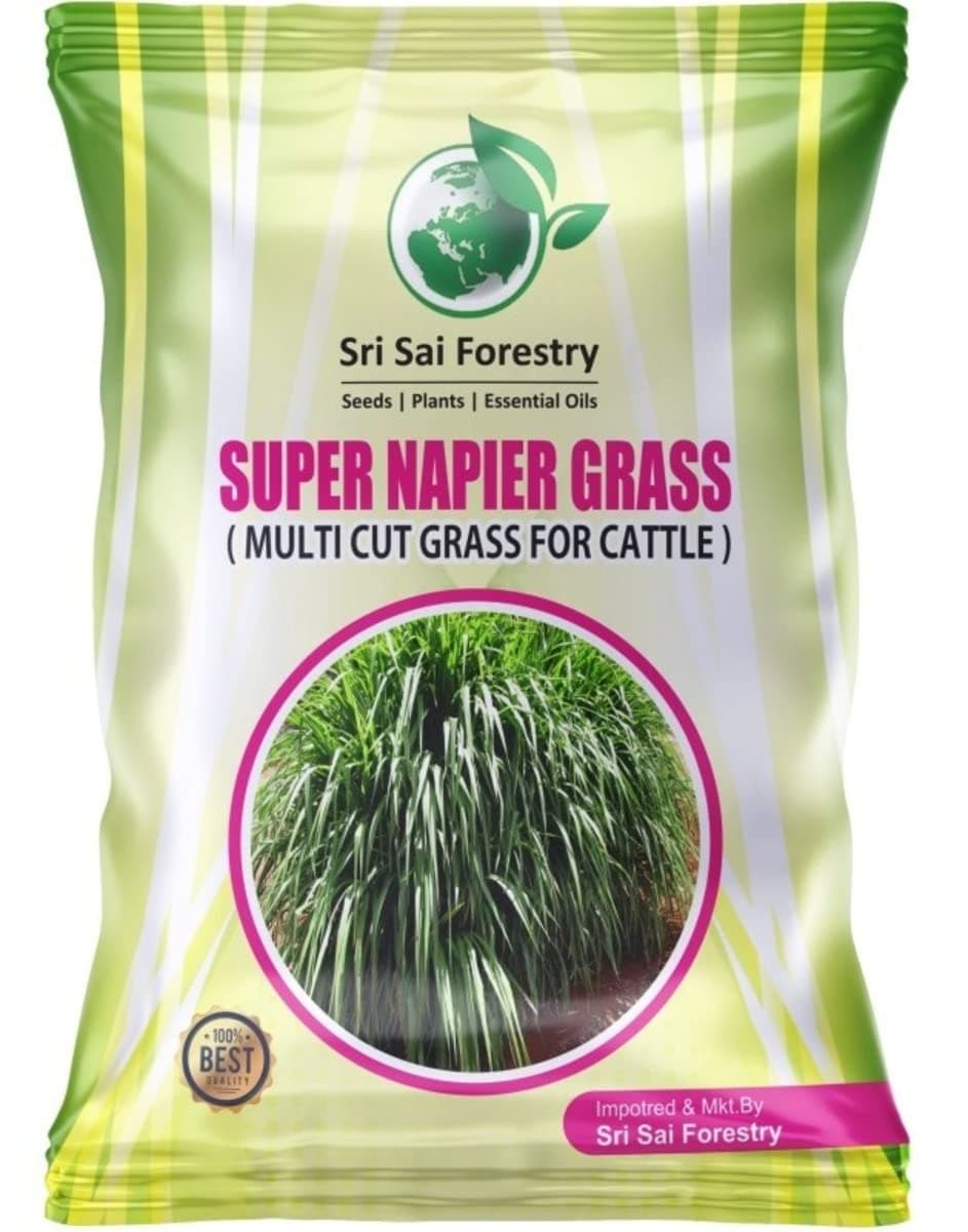 SRI SAI FORESTRY Super Napier Grass Seeds High Yield, Multi Cut Grass for Cow and Goat (100G)
