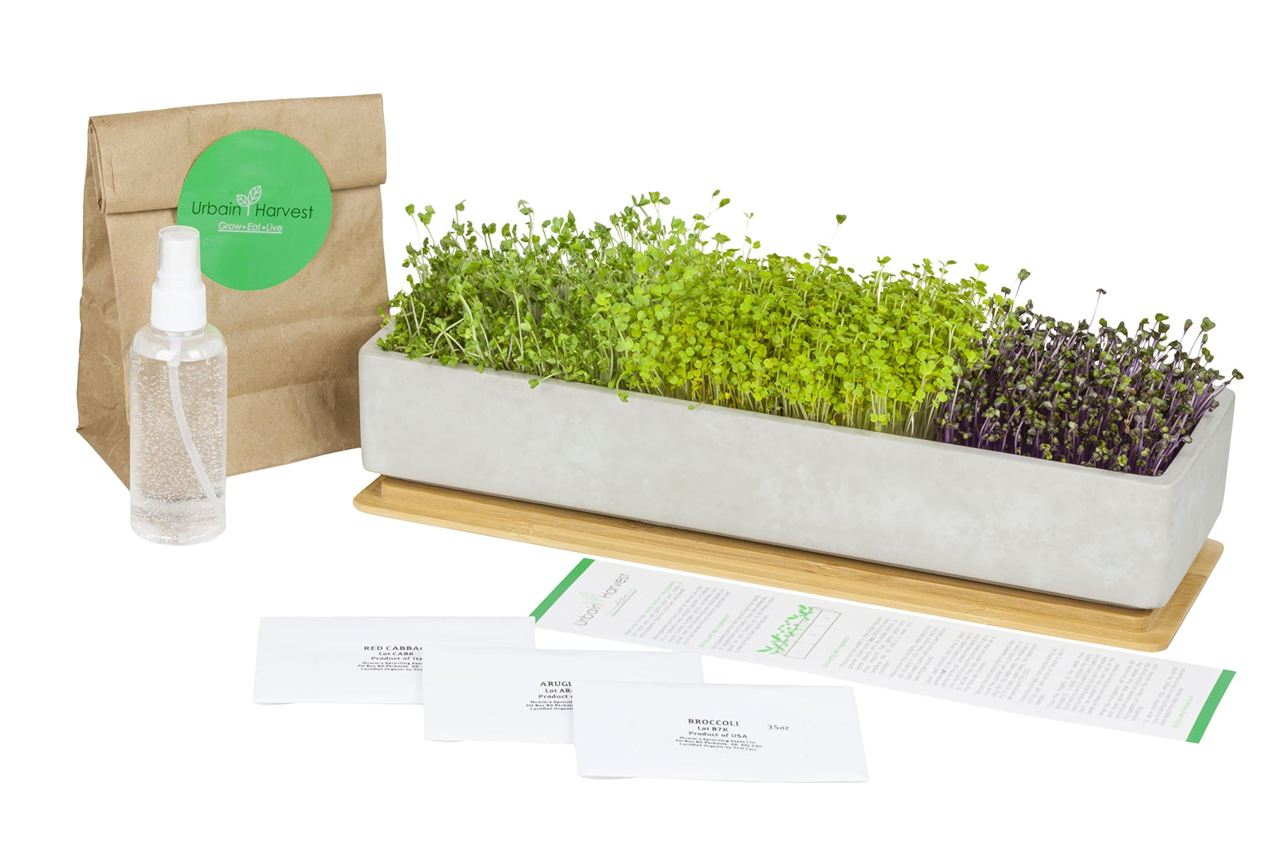 Concrete Bamboo Microgreens Kit – Unique Design Window Box and Indoor Kitchen Centerpiece. Easy to Grow Your Own Organic Non-GMO Microgreens, Superfood, Herb Garden. Harvest 7-10 Days