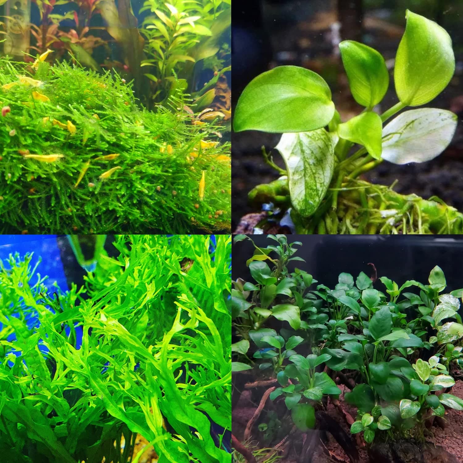 Mainam 3 Different Anubias Nana Java Fern Windelov Java Moss Tropical Freshwater Live Aquarium Plant Decorations 3 Days BUY2GET1FREE