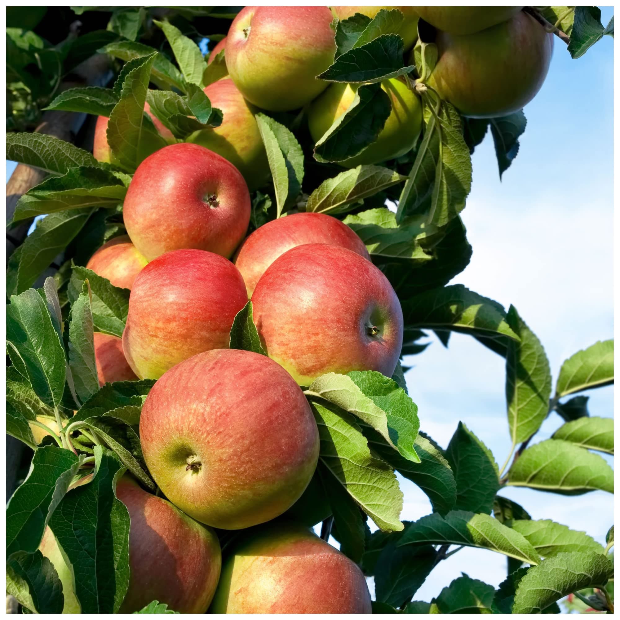 Laxton's Superb Apple Tree 4-5ft Ready to Fruit, Crisp,Sweet,Crunchy & Juicy 3fatpigs®