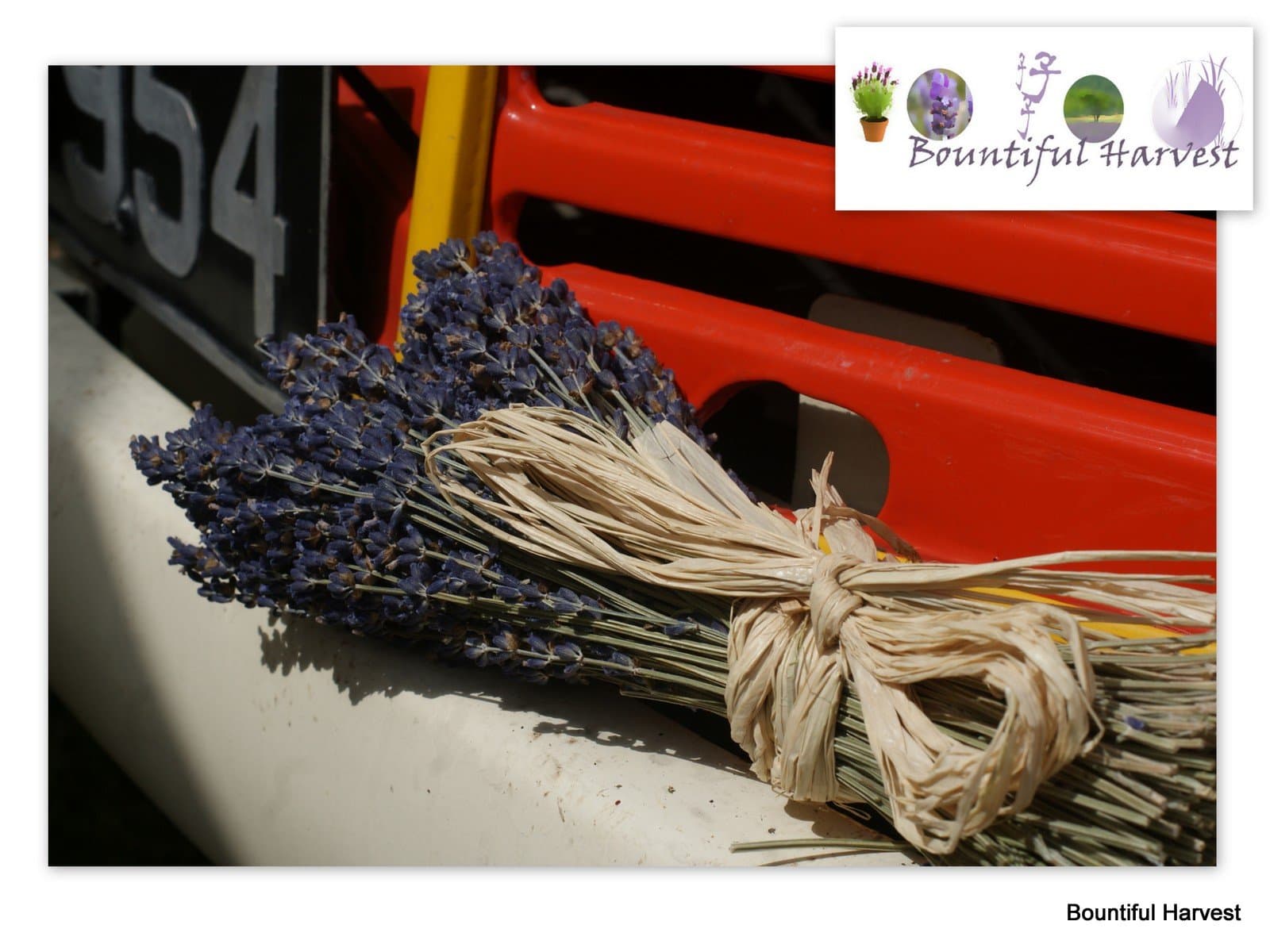 Hand Tied Deep Blue Dried Lavender Bunches Short Stem