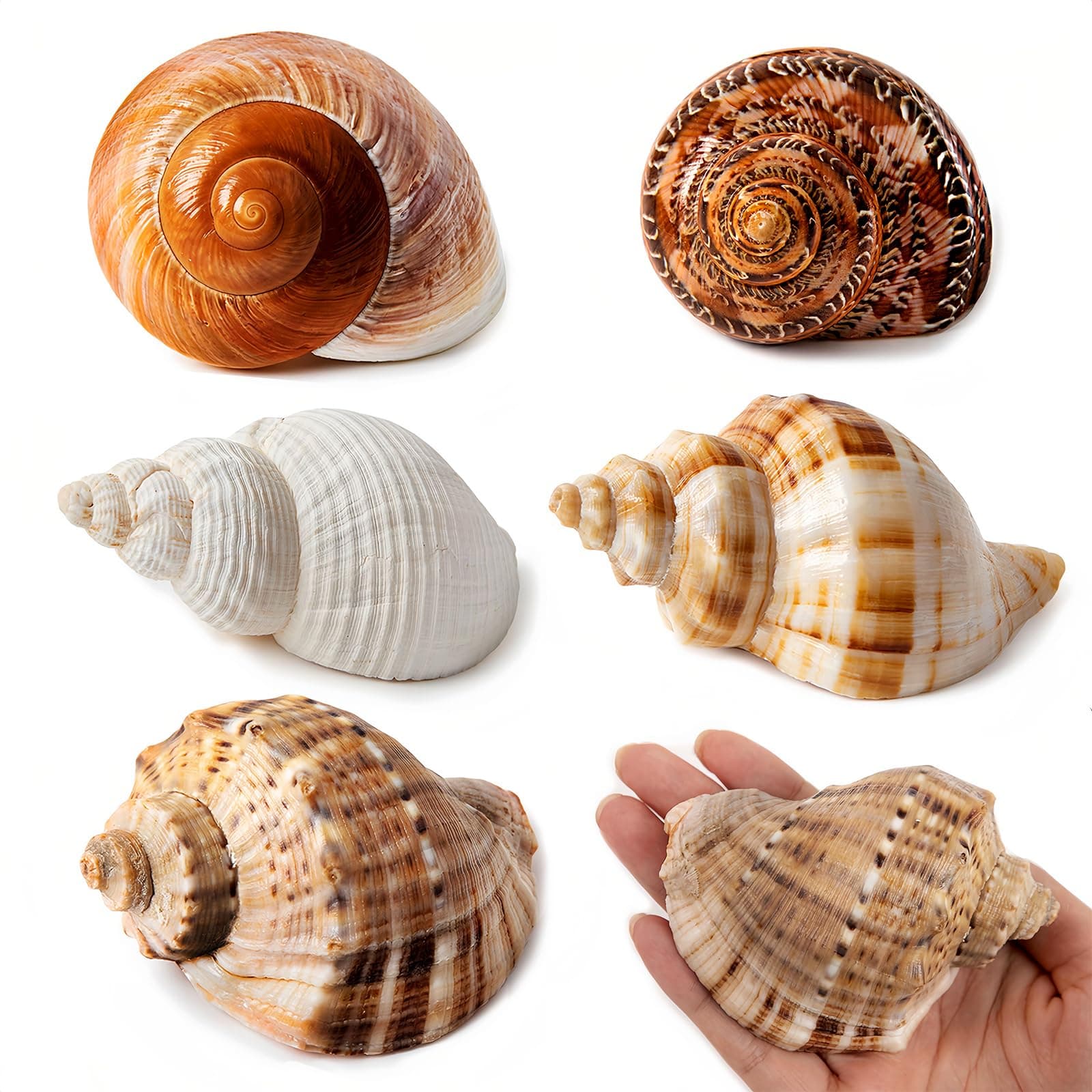 5PCS Large Hermit Crab Shells