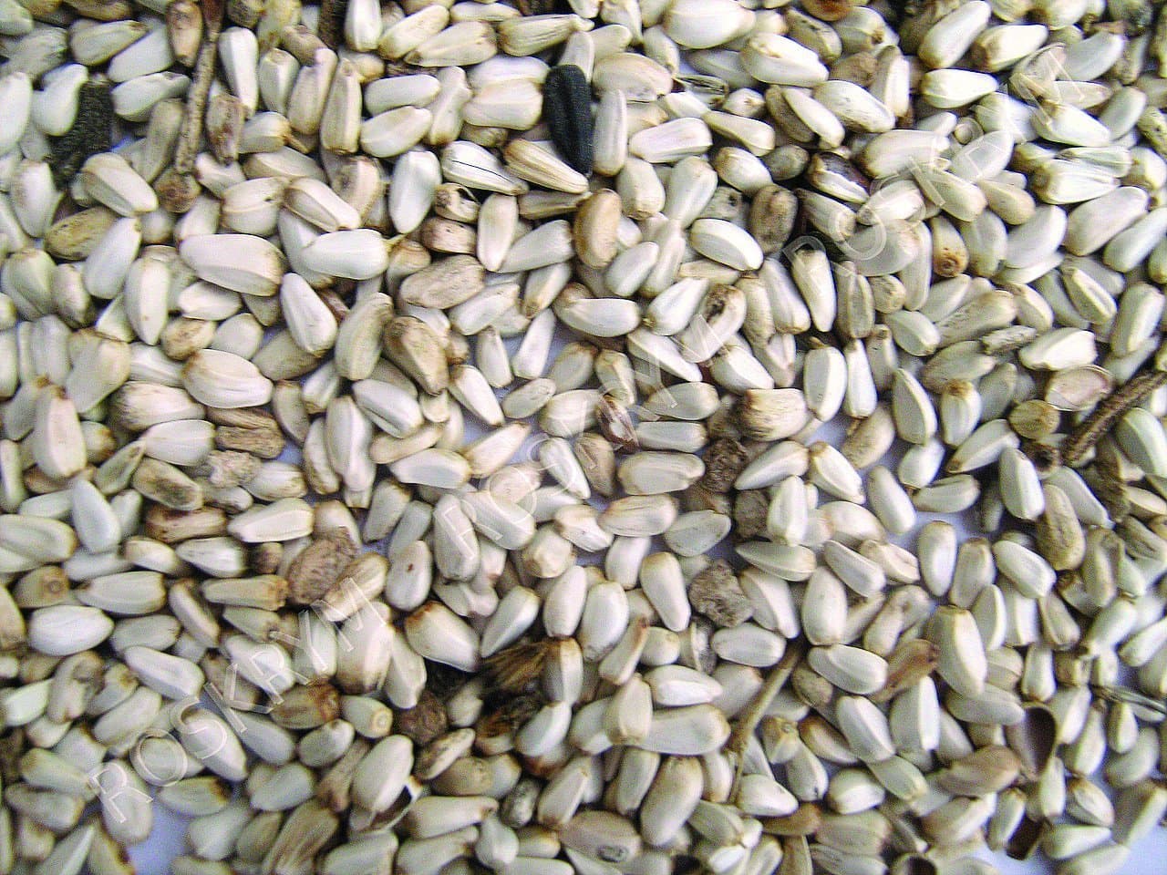 Company 281640 25 Pound Safflower Seed
