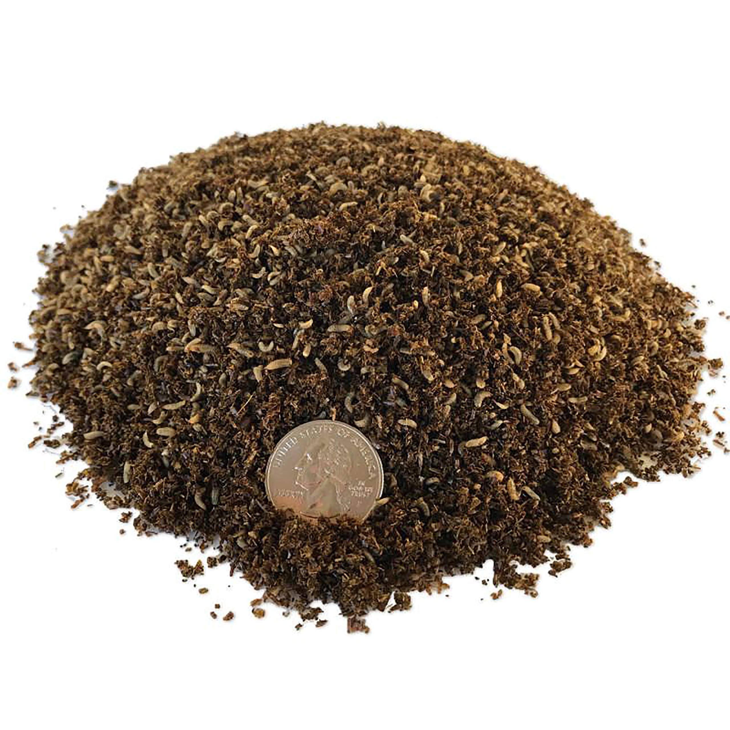 Compost-Grade Black Soldier Fly Larvae (20,000 Count)